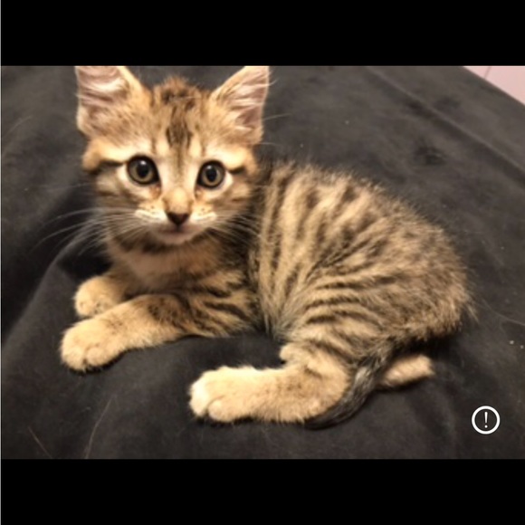 Mickey Mouse scarecrow, battery operated. Vintage like new condition - Picture 7 of 17